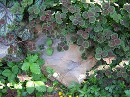 Attēlu rezultāti vaicājumam “Trifolium repens leaf”