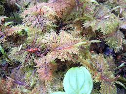 Attēlu rezultāti vaicājumam “Hylocomium splendens sporophyte”