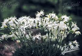 Attēlu rezultāti vaicājumam “Dianthus arenarius”