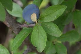 Attēlu rezultāti vaicājumam “Prunus spinosa leaf”