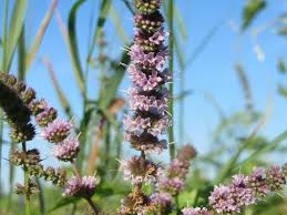 Attēlu rezultāti vaicājumam “Mentha spicata”