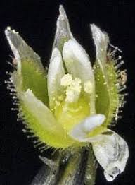 Attēlu rezultāti vaicājumam “Cerastium semidecandrum bud”