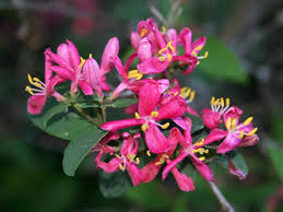 Attēlu rezultāti vaicājumam “Lonicera tatarica flower”