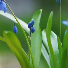 Attēlu rezultāti vaicājumam “Scilla siberica bud”