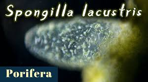Attēlu rezultāti vaicājumam “Spongilla lacustris”