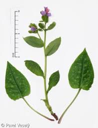 Attēlu rezultāti vaicājumam “Pulmonaria obscura leaf”