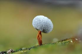 Attēlu rezultāti vaicājumam “Didymium annulisporum macro”