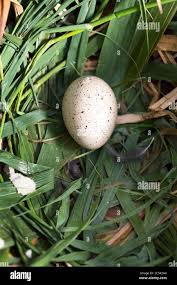 Attēlu rezultāti vaicājumam “Fulica atra eggs”