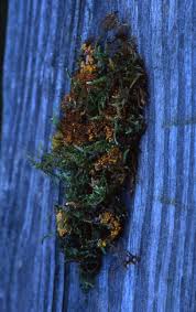 Attēlu rezultāti vaicājumam “Colloderma sp.”