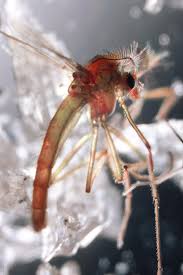 Attēlu rezultāti vaicājumam “Chironomidae”