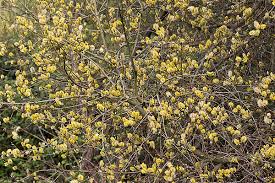 Attēlu rezultāti vaicājumam “Salix cinerea male flower”