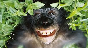 images?q=tbn:ANd9GcSKbynrJPLrDYdHbm0oI33ocV8bloXcR8VJQ_wE_UOHnedEDawY