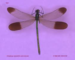 Attēlu rezultāti vaicājumam “Calopterygidae”