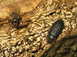 Attēlu rezultāti vaicājumam “Grynocharis oblonga”