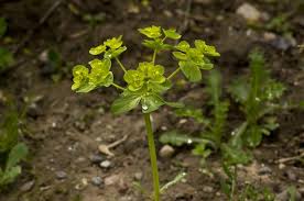 Attēlu rezultāti vaicājumam “Euphorbia helioscopia”