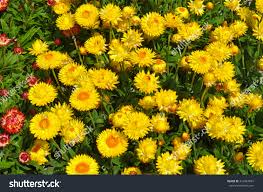 Image result for Bellis perennis