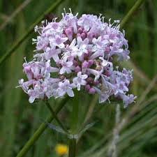Attēlu rezultāti vaicājumam “Valeriana officinalis flower”