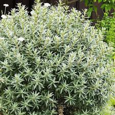 Attēlu rezultāti vaicājumam “Hippophae rhamnoides male flower”