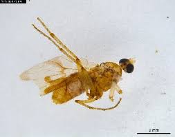 Attēlu rezultāti vaicājumam “Sylvicola sp.”