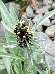 Attēlu rezultāti vaicājumam “Gnaphalium sylvaticum flower”