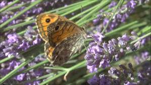 Attēlu rezultāti vaicājumam “Lasiommata megera female”