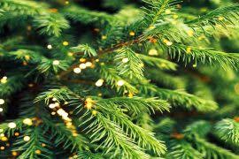 Attēlu rezultāti vaicājumam “Aloina rigida sporophyte”