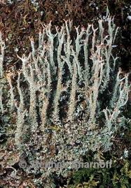 Attēlu rezultāti vaicājumam “Cladonia squamosa”