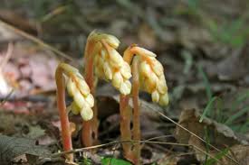 Attēlu rezultāti vaicājumam “Monotropa hypopitys flower”