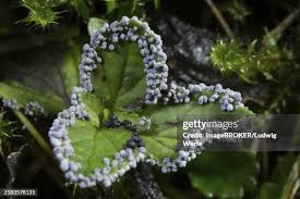 Attēlu rezultāti vaicājumam “Physarum nitens macro”