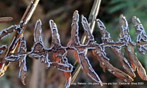 Attēlu rezultāti vaicājumam “Physaraceae”