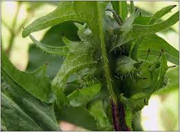 Attēlu rezultāti vaicājumam “Crepis biennis”