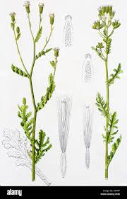 Attēlu rezultāti vaicājumam “Senecio viscosus fruit”