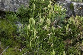 Attēlu rezultāti vaicājumam “Diphasium complanatum”