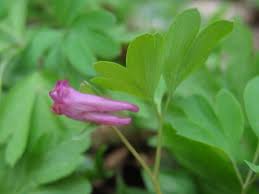 Attēlu rezultāti vaicājumam “Corydalis intermedia flower”