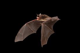 Attēlu rezultāti vaicājumam “Myotis sp.”