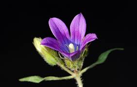 Image result for Campanula strigosa