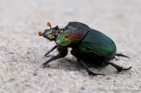 Attēlu rezultāti vaicājumam “Exobasidium cassandrae”