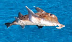 Image result for Callorhinchus capensis