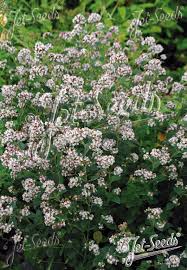 Image result for Origanum vulgare