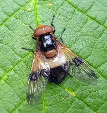 Attēlu rezultāti vaicājumam “Volucella pellucens”