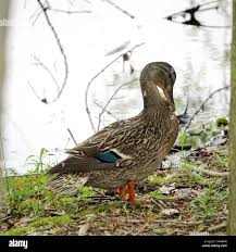 Attēlu rezultāti vaicājumam “Anas platyrhynchos female”