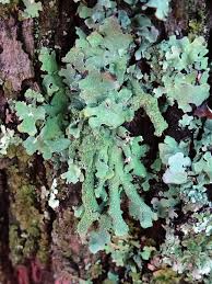 Attēlu rezultāti vaicājumam “Parmelia submontana”