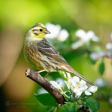 Attēlu rezultāti vaicājumam “Emberiza citrinella male”