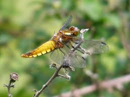 Attēlu rezultāti vaicājumam “Libellula depressa female”