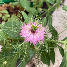 Image result for Nigella damascena