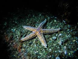 Image result for Asterias rubens