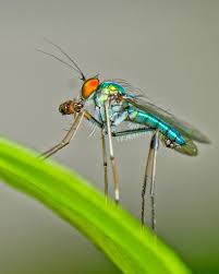 Attēlu rezultāti vaicājumam “Dolichopodidae”