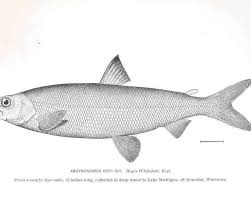 Image result for Coregonus huntsmani