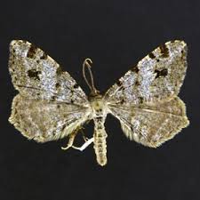 Attēlu rezultāti vaicājumam “Macaria signaria”