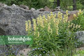 Image result for Digitalis grandiflora
